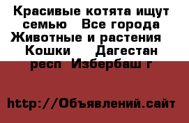 Красивые котята ищут семью - Все города Животные и растения » Кошки   . Дагестан респ.,Избербаш г.